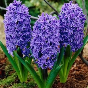 Гиацинт Манхэттен