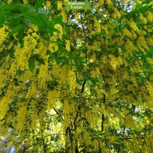 Саженцы бобовника Альпийского  -  комплект 5 шт.