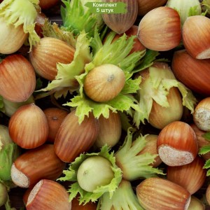 Саженцы фундука Шедевр -  комплект 5 шт.