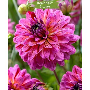 Клубни георгина Тропикал (Tropical) -  комплект 5 шт.