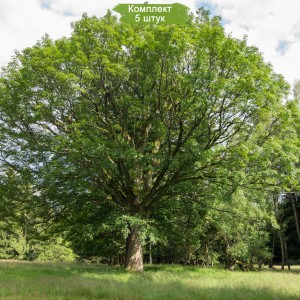 Саженцы клёна Явор (40-60 см) -  комплект 5 шт.