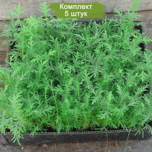 Сеянцы Можжевельника стелющегося казацкого до 15 см. -  комплект 5 шт.