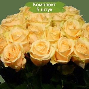 Саженцы чайно-гибридной розы Аваланж Пич (Peach Avalanche) -  комплект 5 шт.