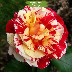 Саженцы кустовой розы Джордж Бёрнс (George Burns) -  комплект 5 шт.