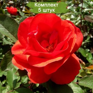 Саженцы канадской розы Моден Файрглоу (Morden Fireglow) -  комплект 5 шт.