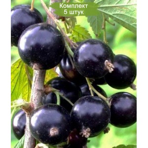 Саженцы черной смородины Ксюша -  комплект 5 шт.