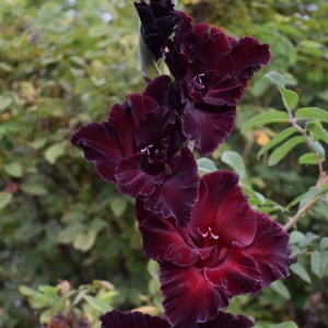 Луковица гладиолуса Черный Кардинал