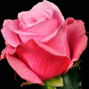 Саженец чайно-гибридной розы Дип Ватер / Дип Вотер (Deep Water)