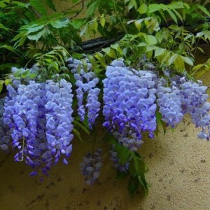 Саженец Глицинии Сапфир (Sapphire)