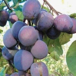 Слива Витебская поздняя