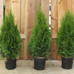 Саженец туи Брабант 40-60 см