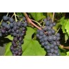 Виноград Варюшкин