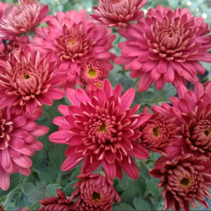 Саженец хризантемы мультифлора Урсула Ред (Ursula Red) (Красная )