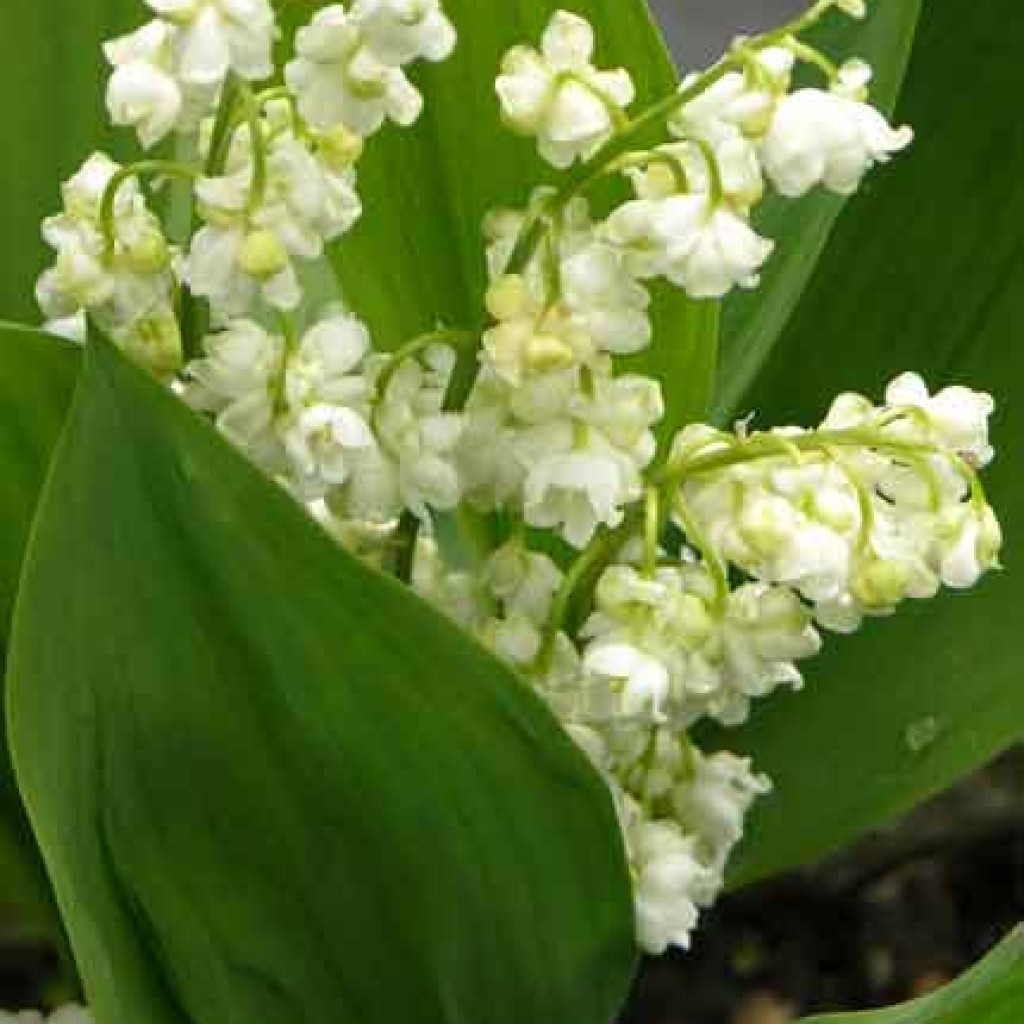 Ландыш Майский prolificans'. . . . . С2. . . , Convallaria 'prolificans'